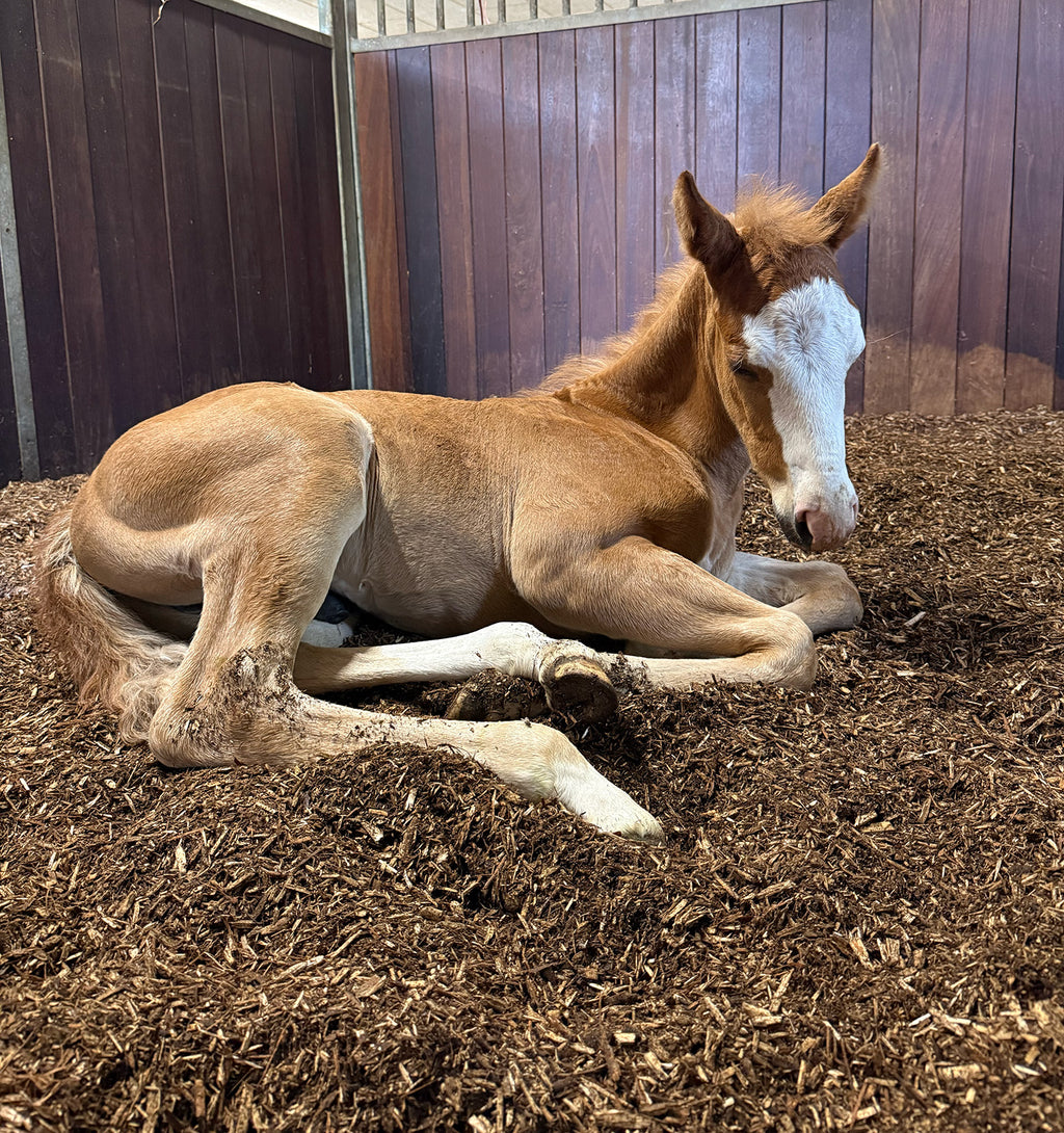 Nordic Willow Horse Biobed - Helpalle m. 51 stk. 40L poser