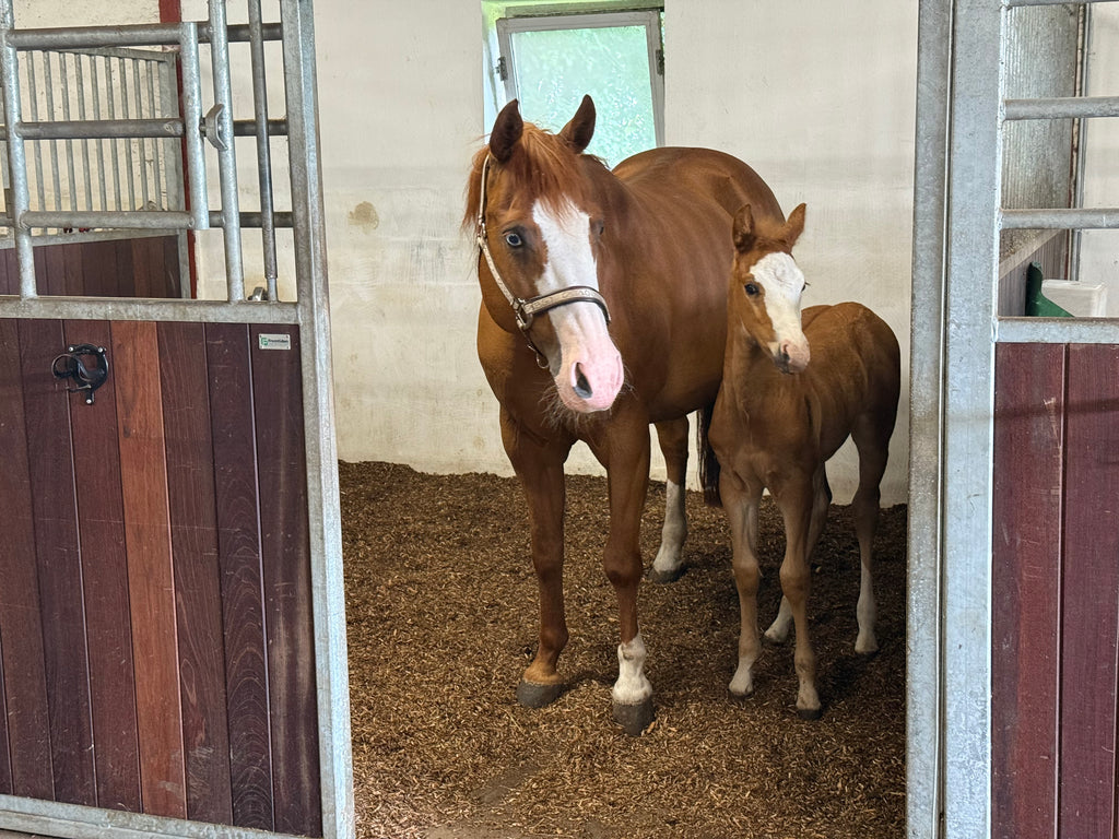 Nordic Willow Horse Biobed - Bigbag 1500L